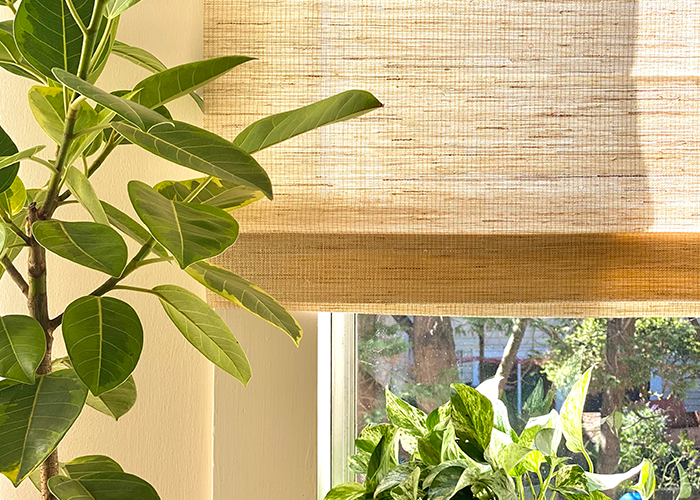 4 WAYS TO IMPROVE PLANT HEALTH WITH MOTORIZED SHADES
